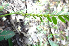 Phyllanthus urinaria